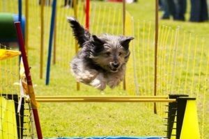 agility_dog