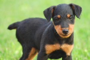 puppy_rott2