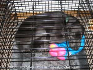 dog sleeping in metal kennel