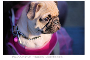 pug_in_dress_dreamstime