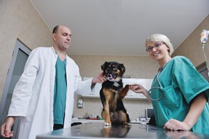 veterinarian_3_microsoft